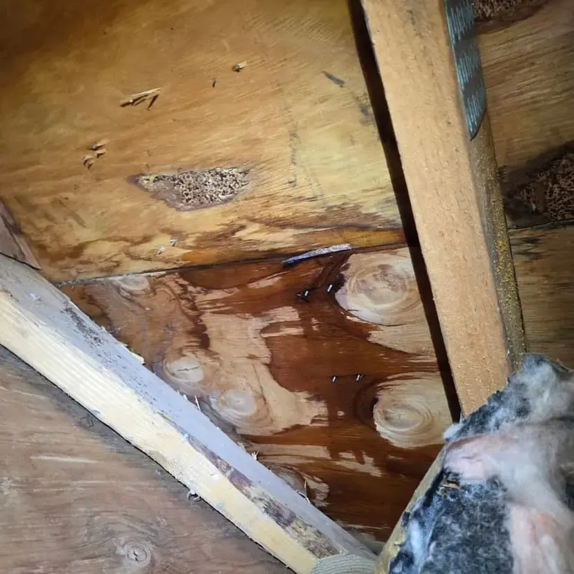 Water-stained roof sheathing and rafter in a Duluth attic after a roof leak